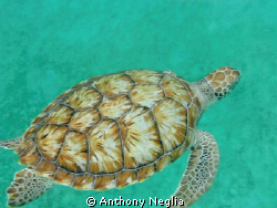 Picture of a Sea Turtle in Barbados July 2011.  This turt... by Anthony Neglia 